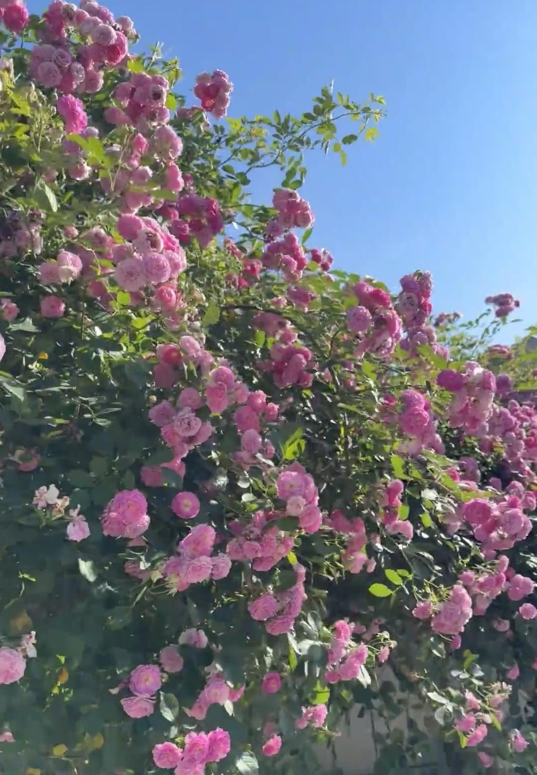 分享一张你拍的花，什么花都可以