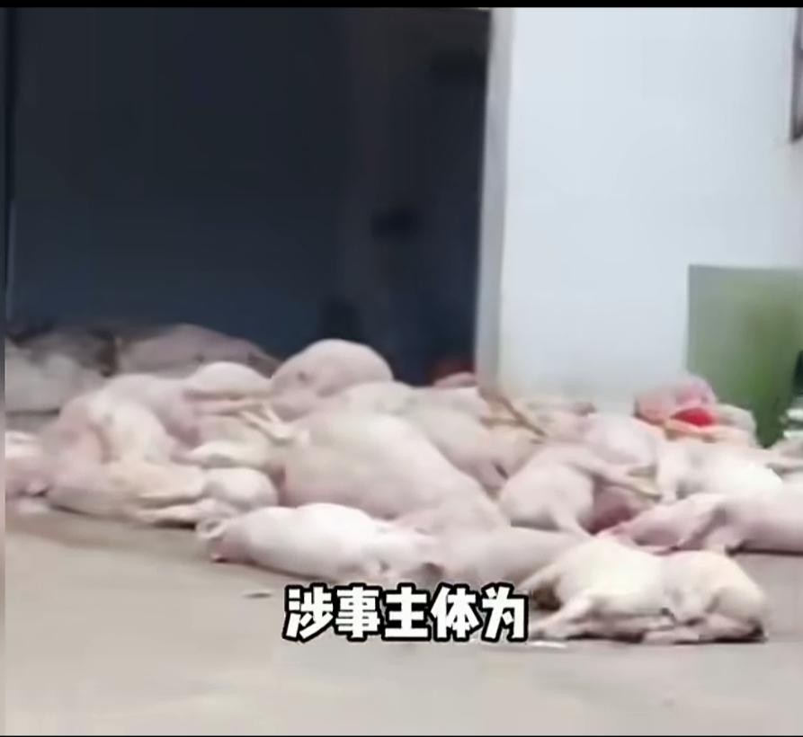 7人被控制 死猪肉暂时没有流向市场，真是好说辞，这一批没有流向市场，那上一批，上