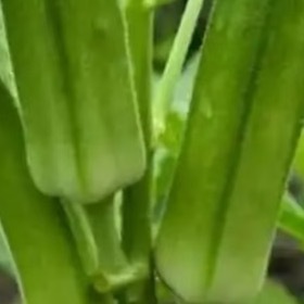 秋葵种植：1️⃣栽培要点①. 选种催芽：选择饱满种子，温水浸泡12-24小时后催