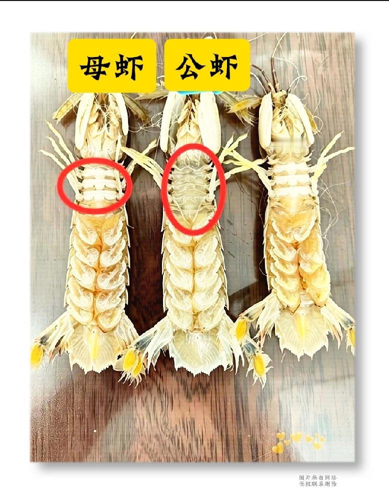 不会分辨皮皮虾公母的看过来，一张图让你马上识别出来