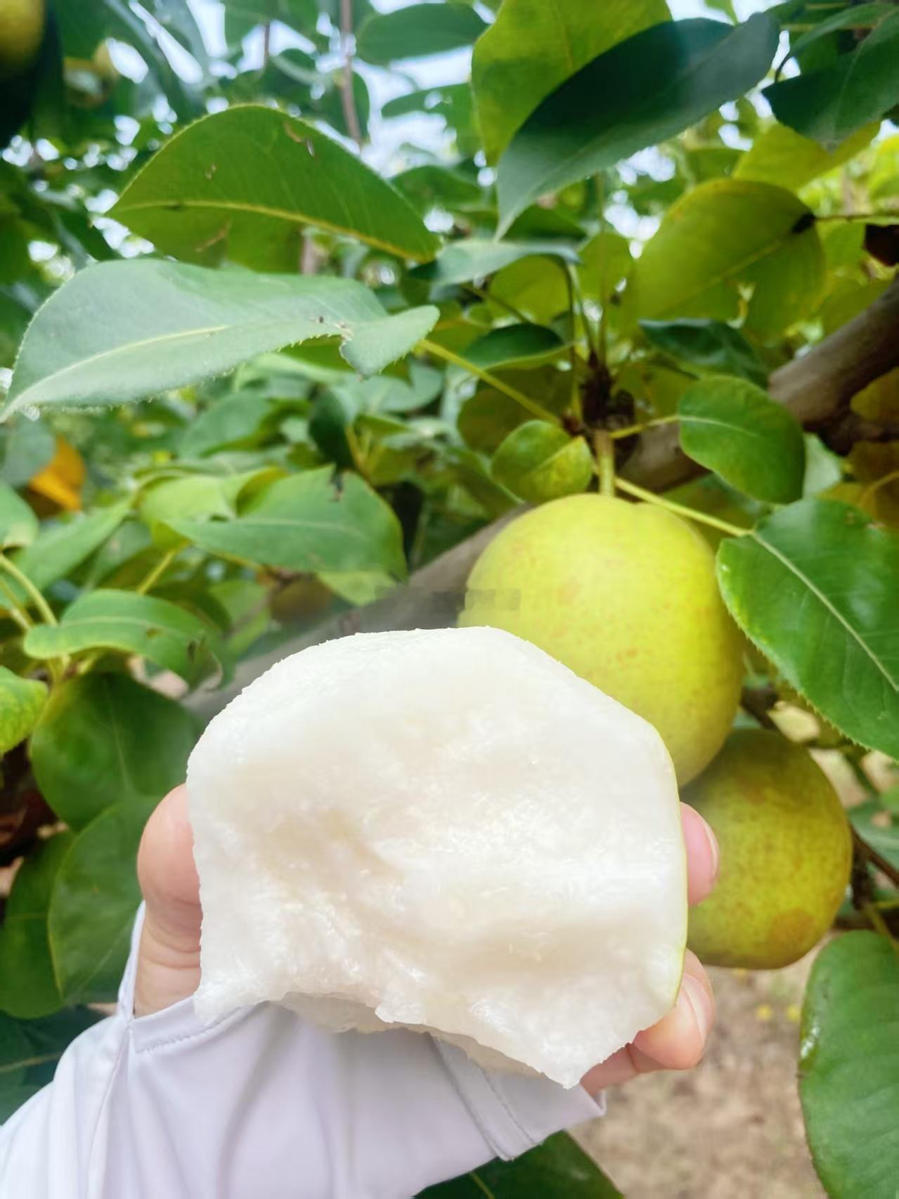 翠玉梨刚上架，大妈就想起之前小助理跟进果子进度时，跟果农唠的一段嗑，越想越有意思