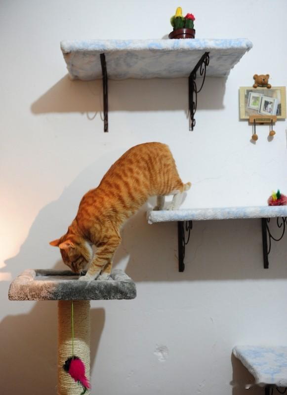 气血不足的朋友尤其该向猫咪取经。那份从容不迫的生活态度，那份随性而为的闲适，恰似