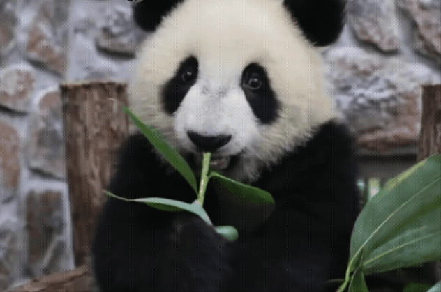 一个懂得感恩的人，定是一个善良的人，一个胸怀若谷的人，一个心地澄明的人。心怀感恩