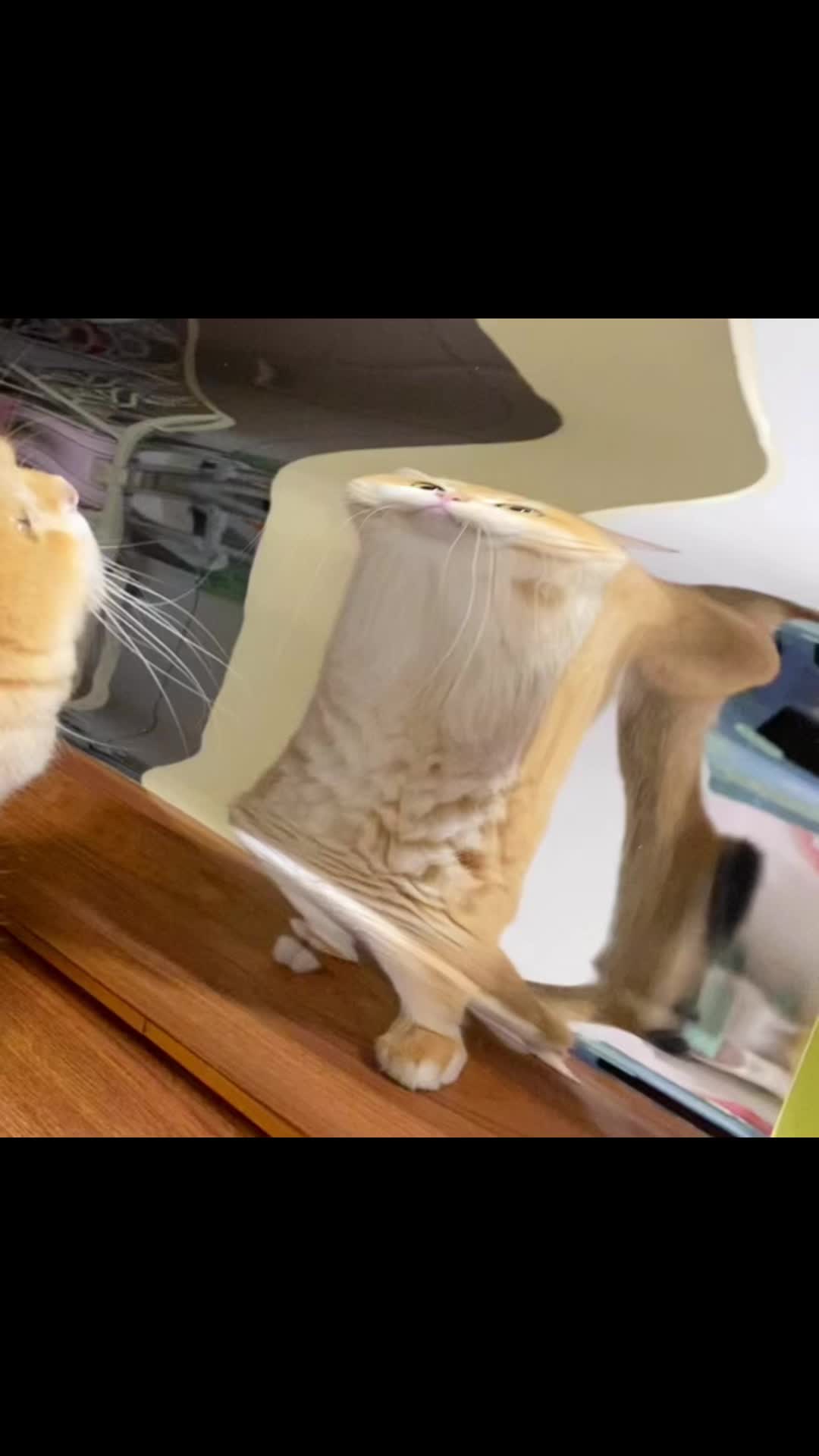 疑似拼猫豆豆中毒后的画面