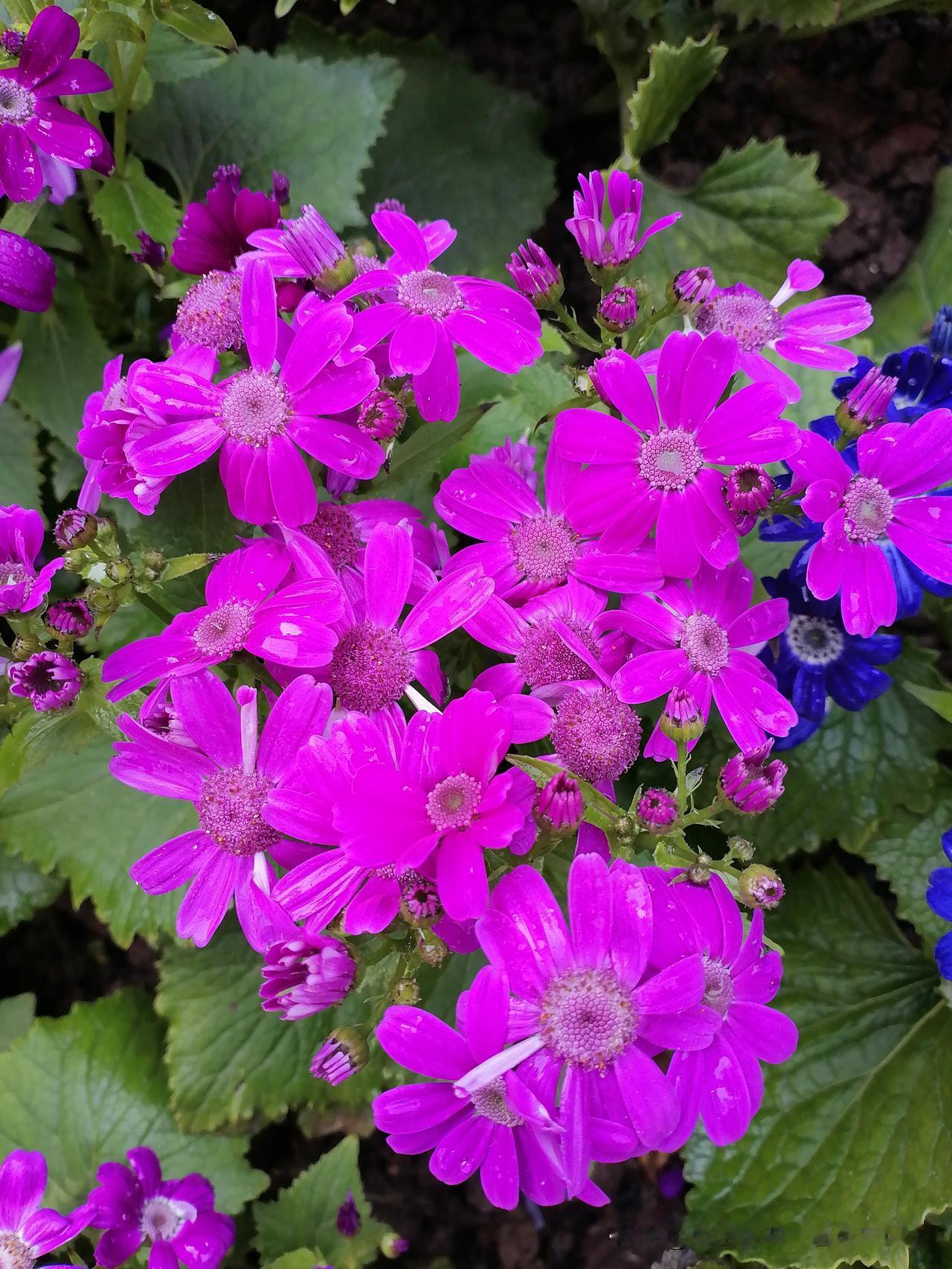 随手一拍分享最美的花