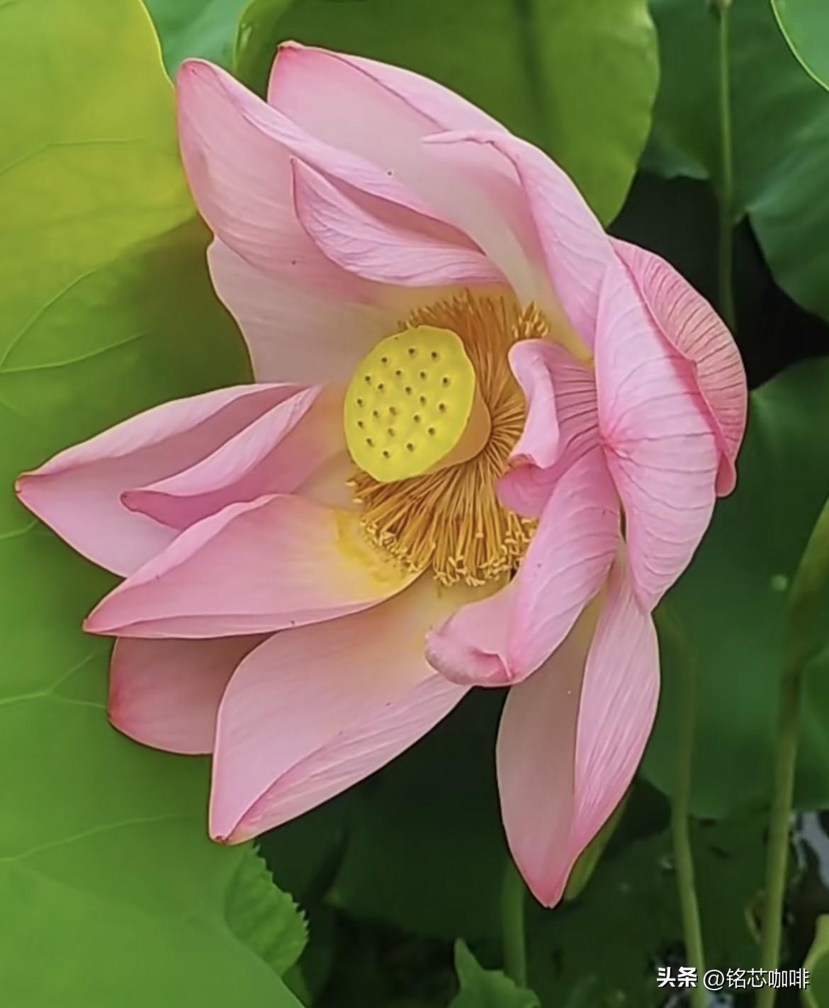 上联：远看山有色，
  下联：近听水无声。
               春去花