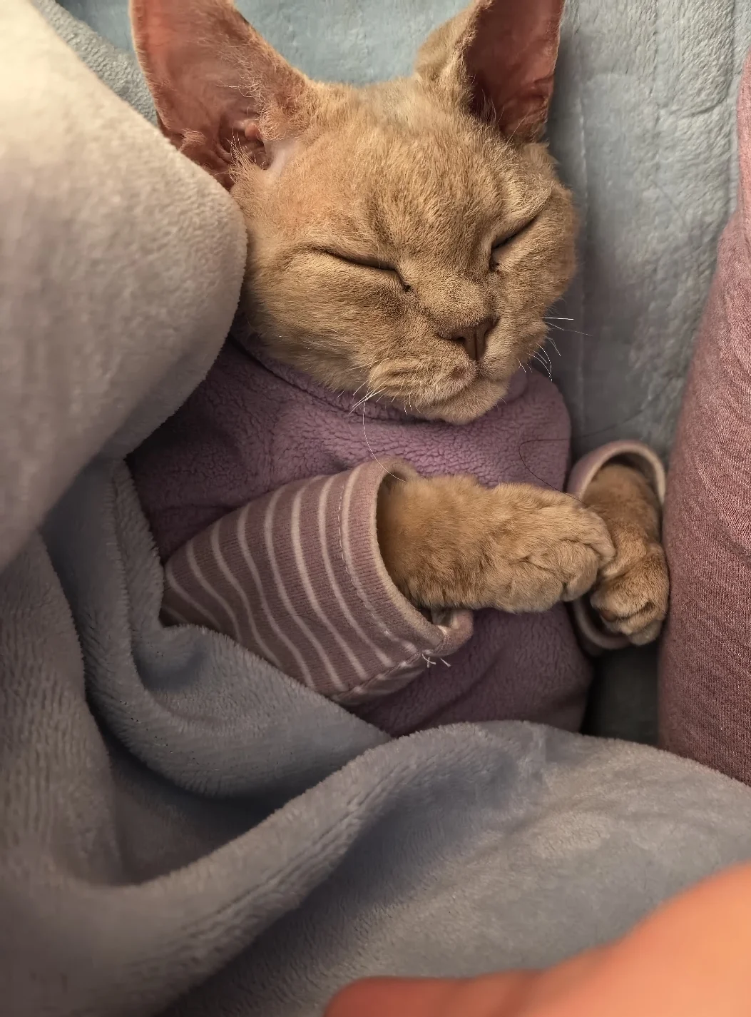 曾经的小流浪，如今是我的床搭子