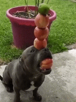 1：狗子这是犯了天条还是怎么啊？要接受如此惩罚？
2：到底该有多难听，才会让狗子