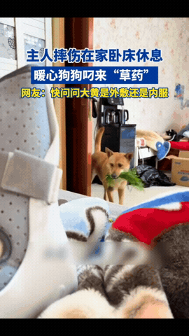 “解释不清了！”浙江，一男子摔伤在家养伤，家里的土狗见主人卧床不起，竟从外面叼了