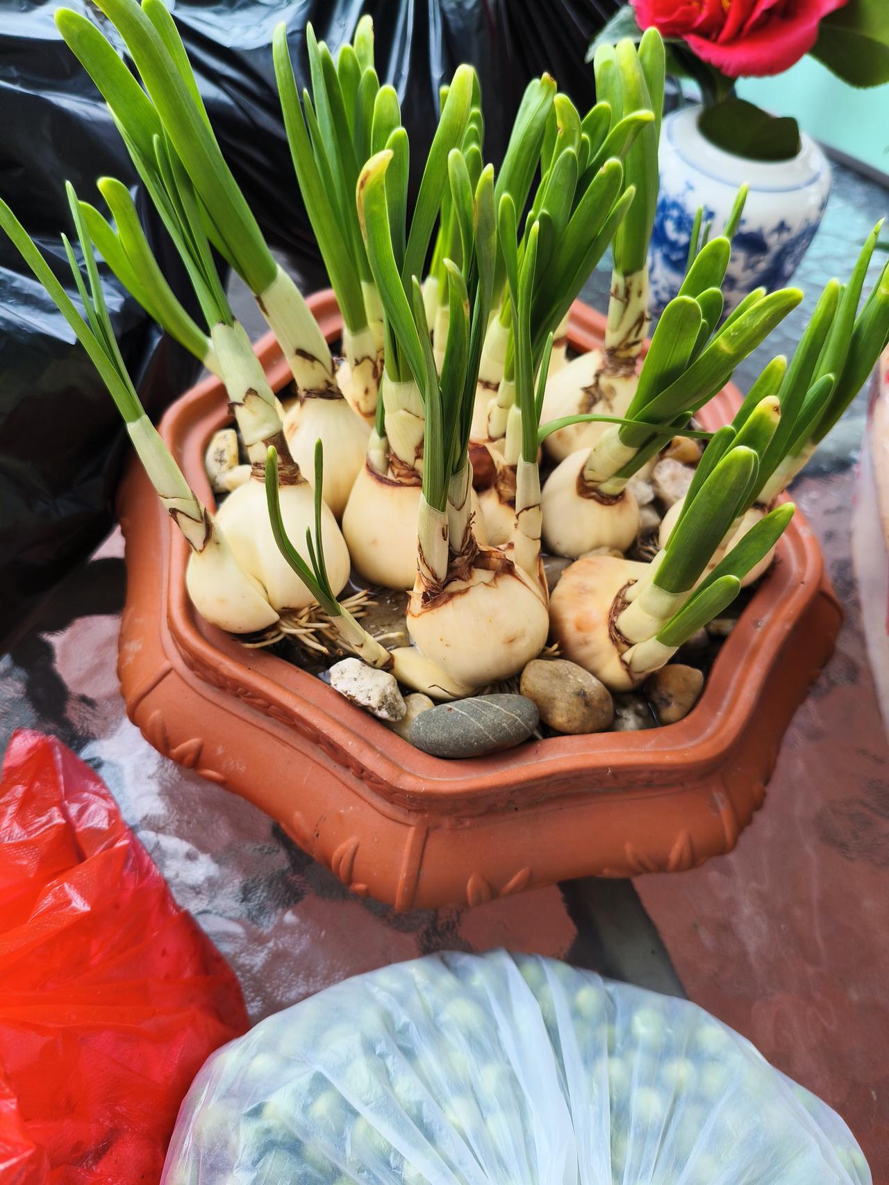 我家这盆水仙，简直是把新春的精气神儿都养出来了！刚种上那会儿还是圆滚滚的白胖子，