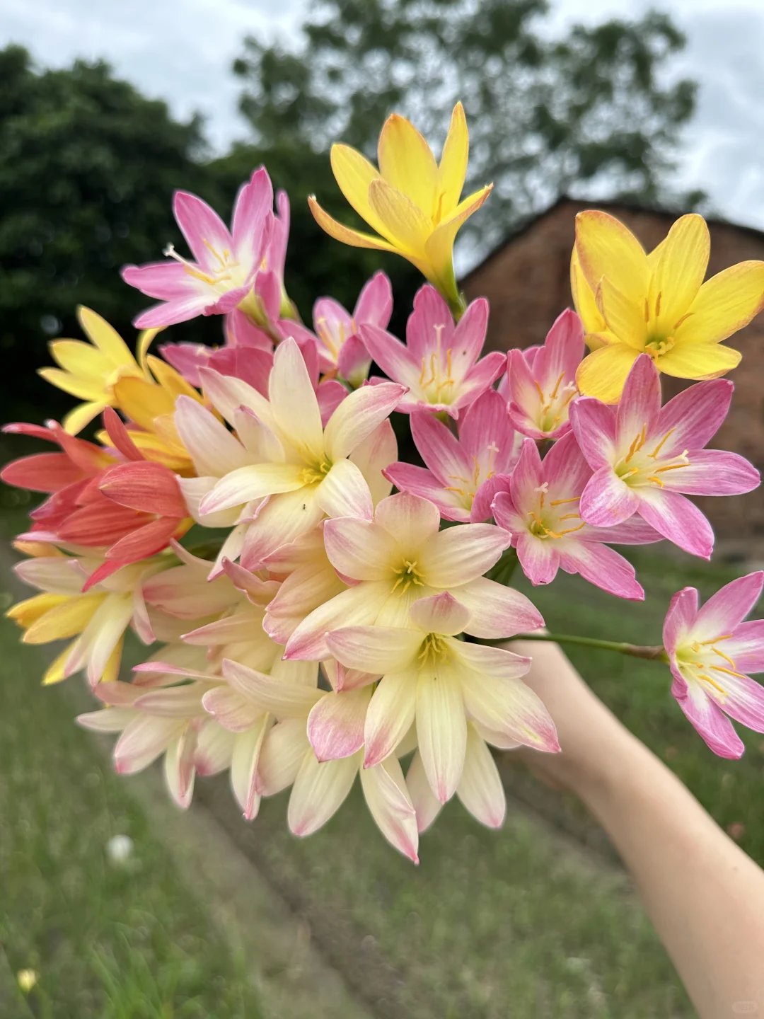 风雨兰切花自由喽