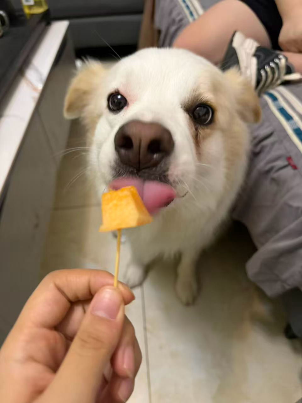 蜜瓜的反馈～ 