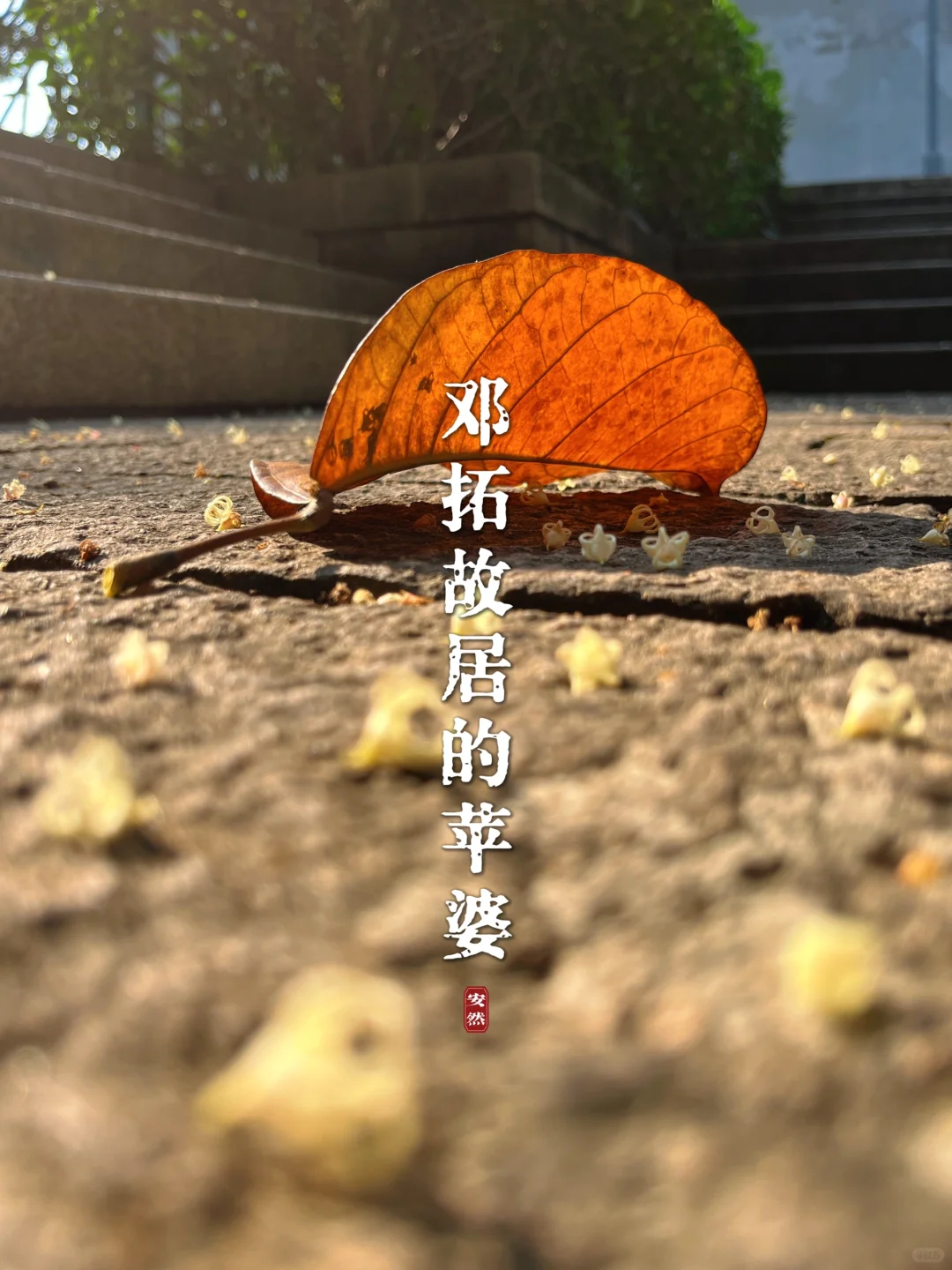 福州邓拓故居｜第一山房的花木