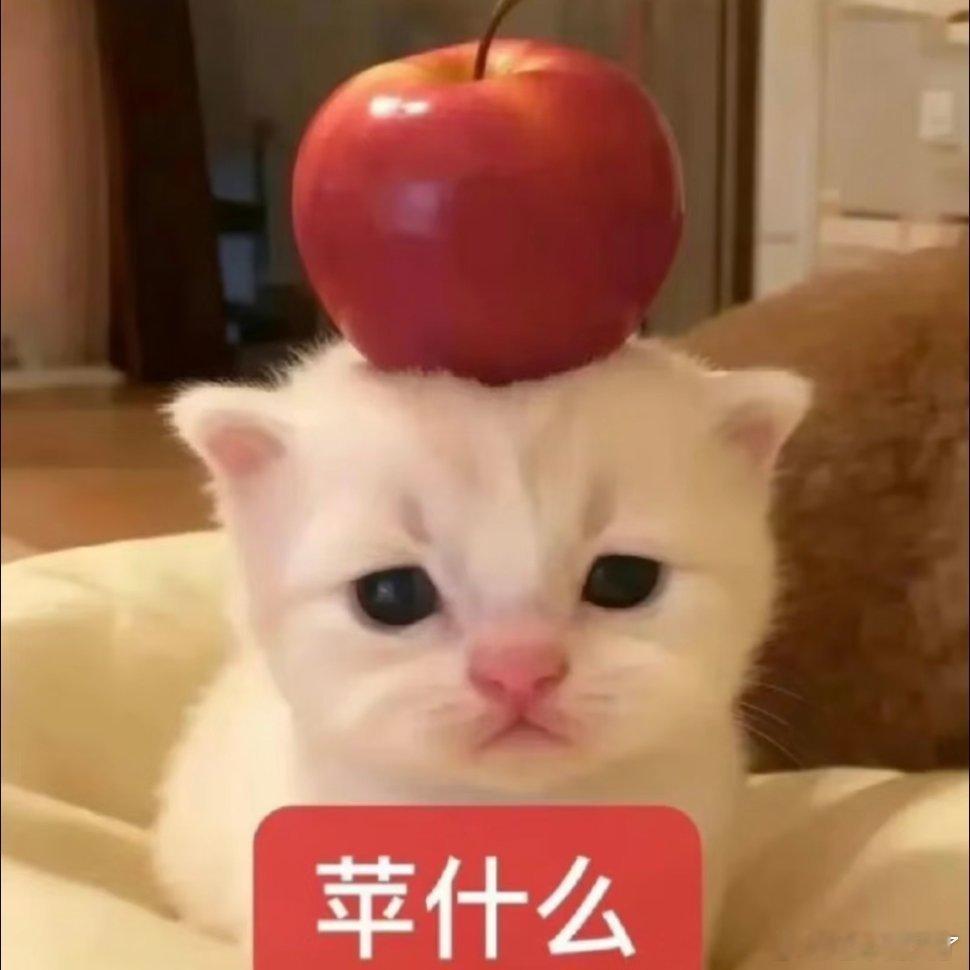 谁说猫猫没有表情的！ 