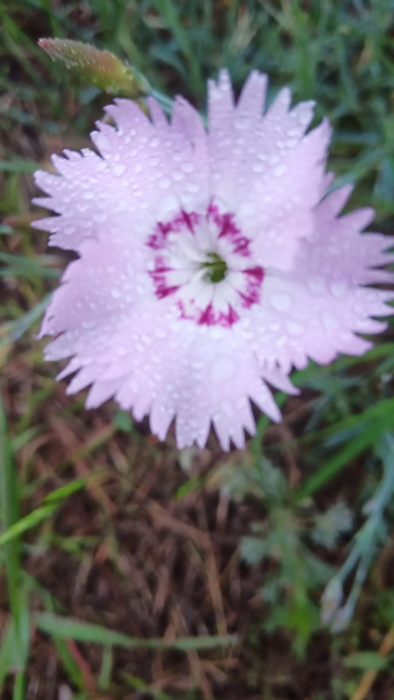 思江南雨巷
念漠北狼烟