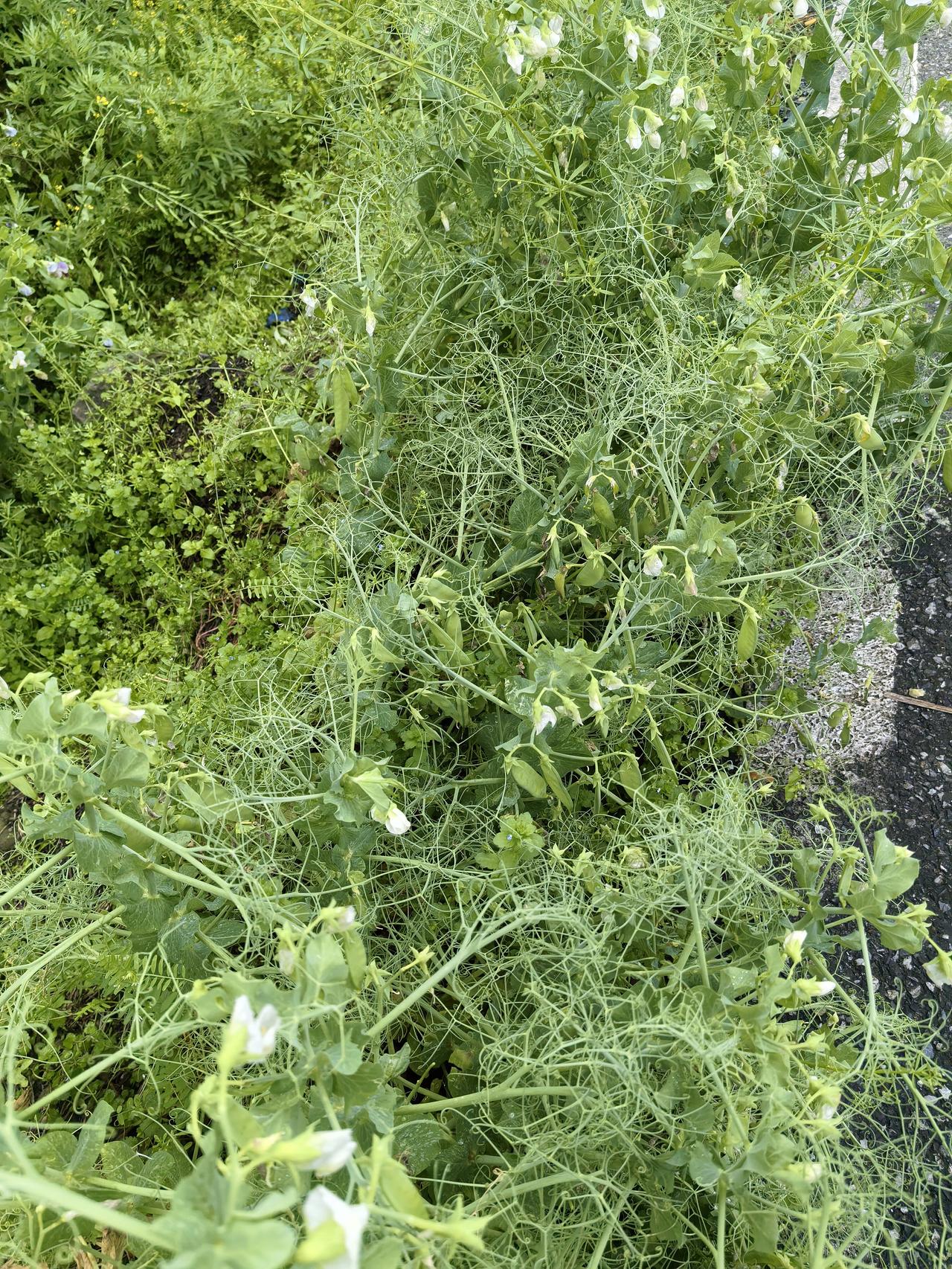 荷兰豆以为漂洋过海来的！原来长在这里！

超市里“荷兰豆”鲜见，菜场里几无踪影。