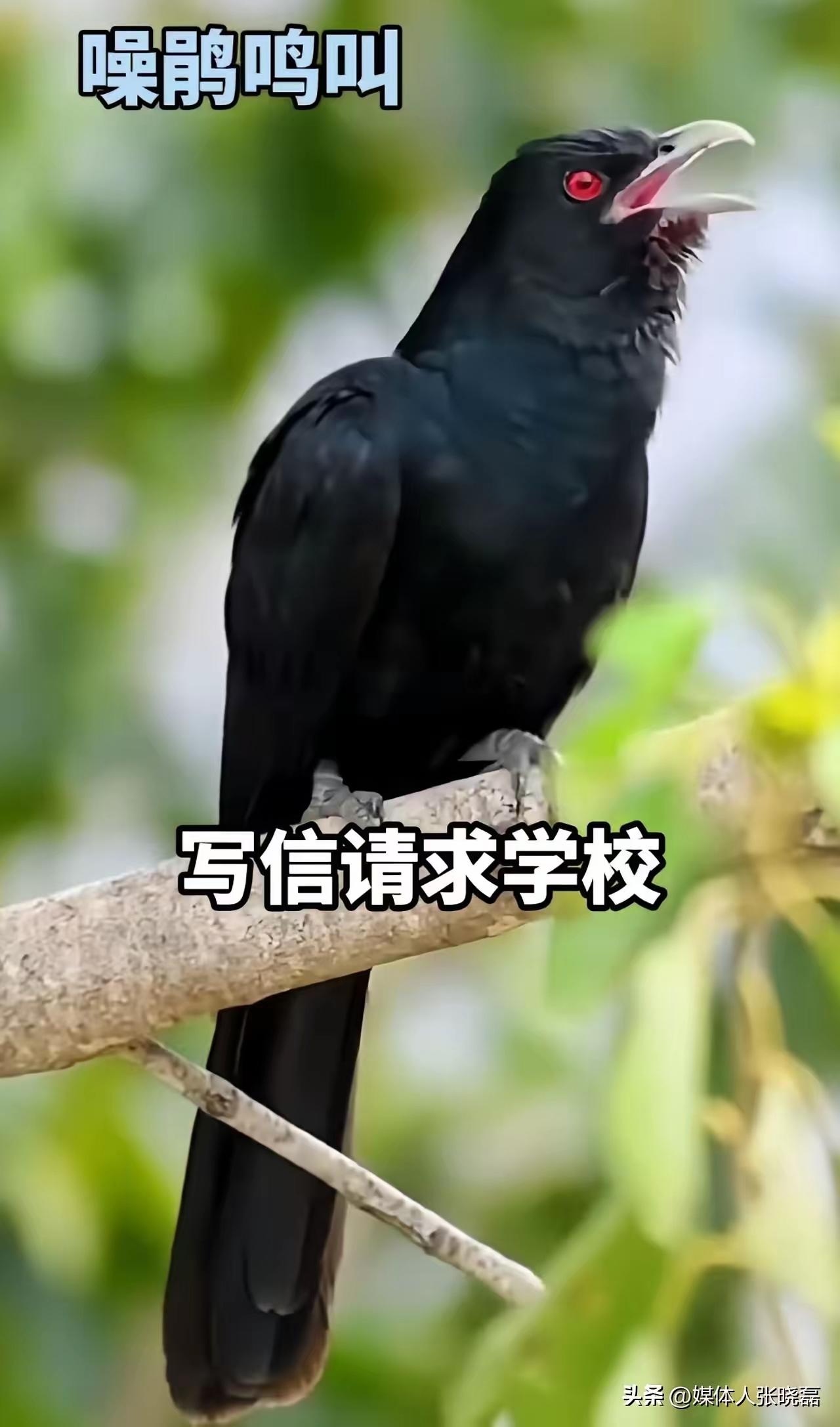 “央视转发！深圳高三生求拆鸟巢备考，校长一句话戳中无数人：这才是教育该有的样子