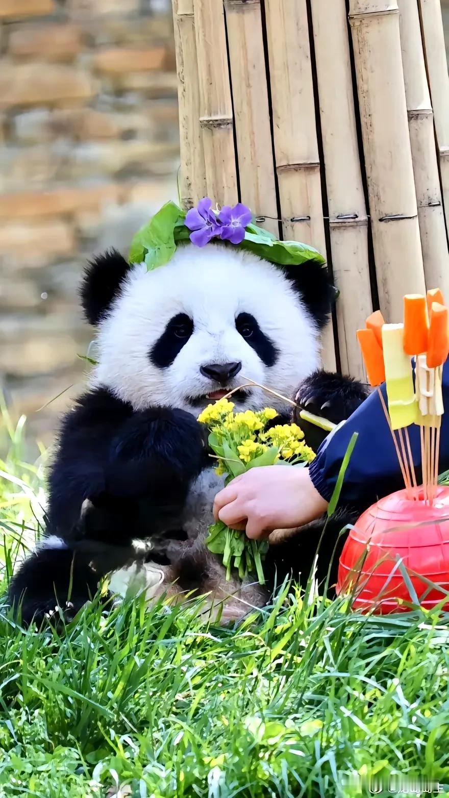 漂亮的贤贤崽，真的好好看啊，尤其像公仔。

这是他前段时间生日的照片，我沉醉在里