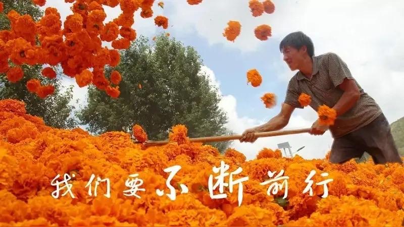 一枚沃柑的24小时生死时速：从枝头到餐桌，它如何穿越千里赴新春之约？

新春团圆