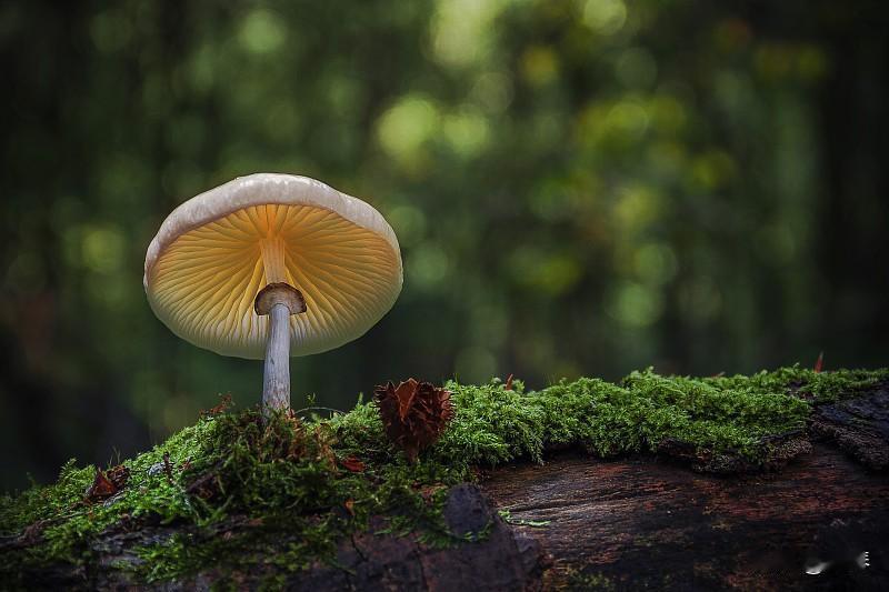 为什么那么多人喜欢去野外摘蘑菇？


最近宜宾雨水多，好多人又往龙头山、翠屏山、
