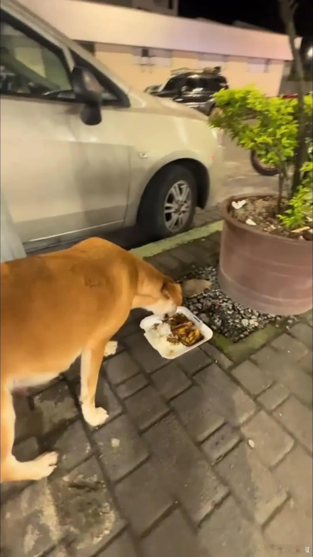 愿小狗们都能吃饱饱萌宠宠物