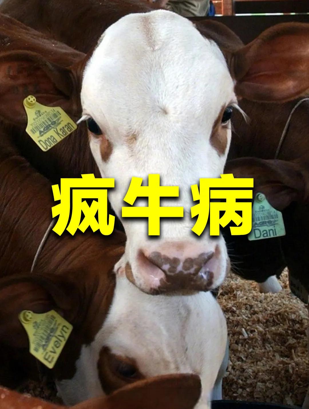 1996年3月20日，英国政府首次公开承认：‌食用疯牛肉可能引发一种致命的人类神