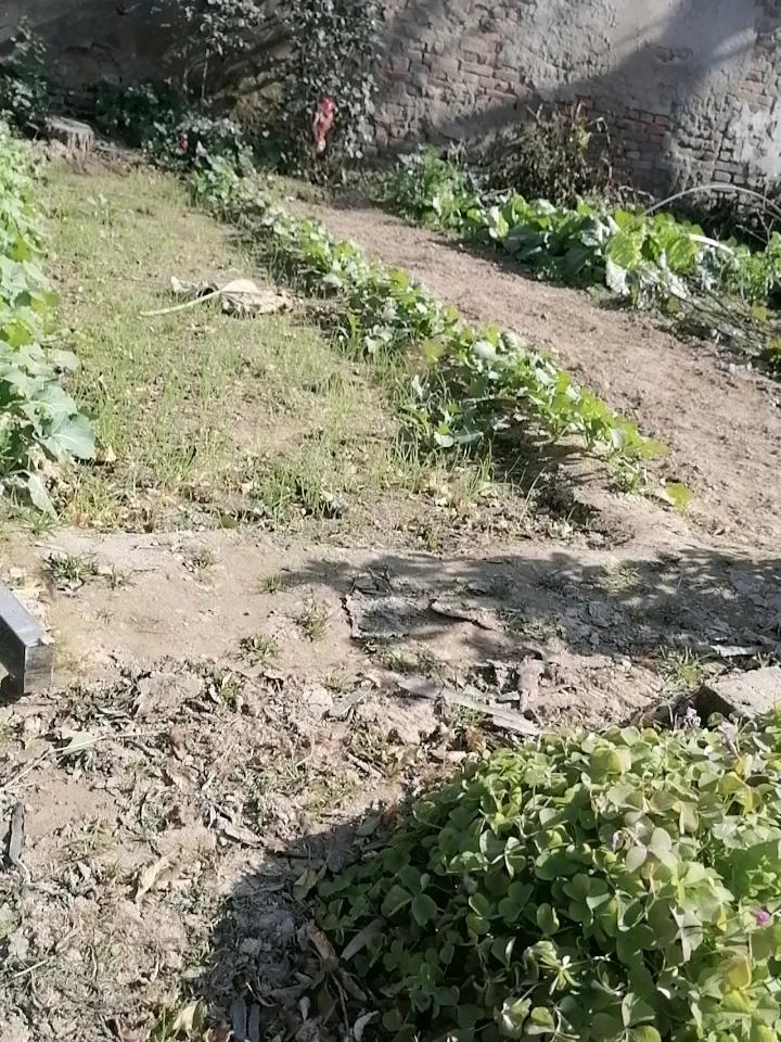 冬日生活打卡季青青菜园