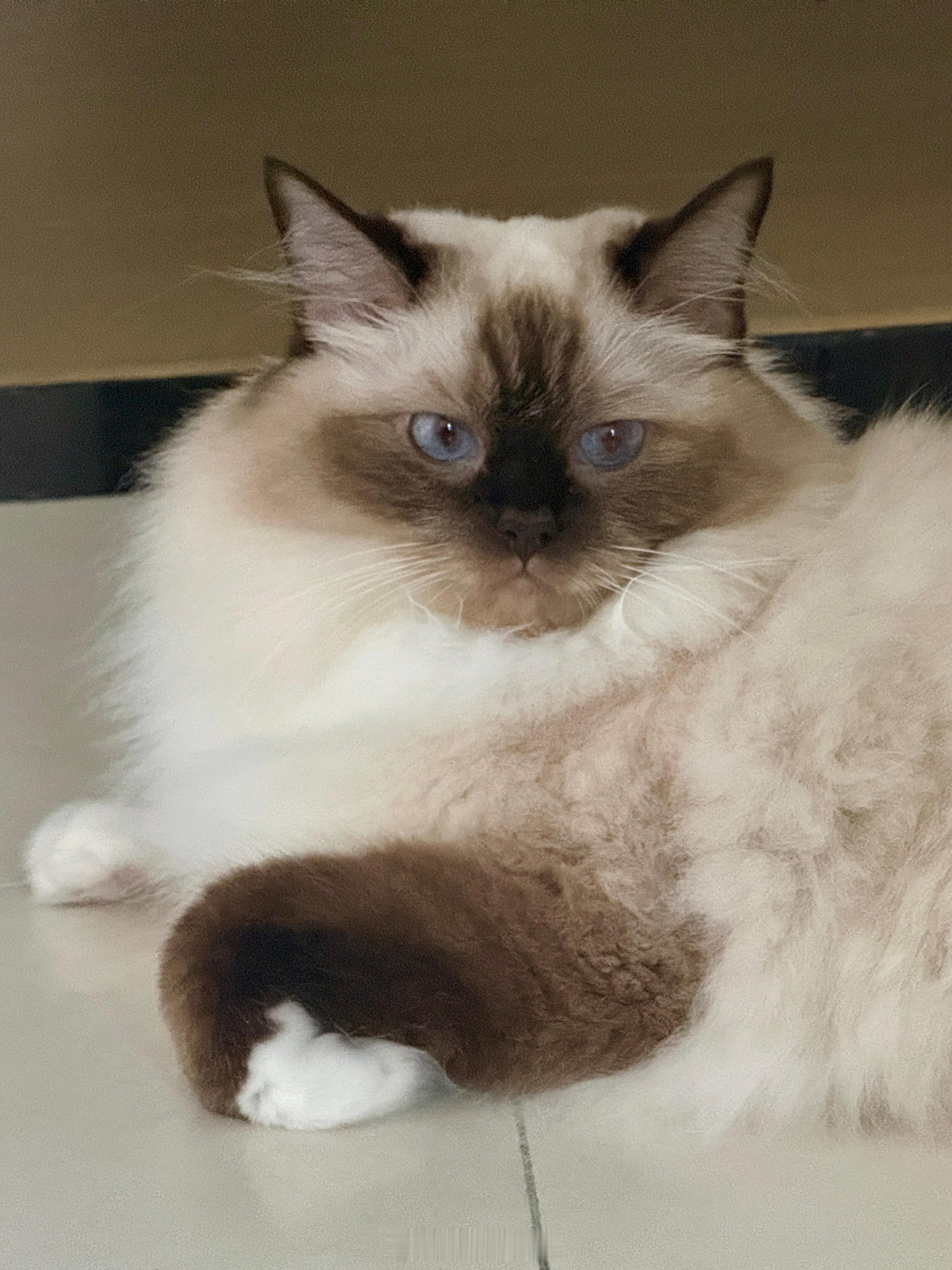 小猫咪真是太可爱了 ​​​