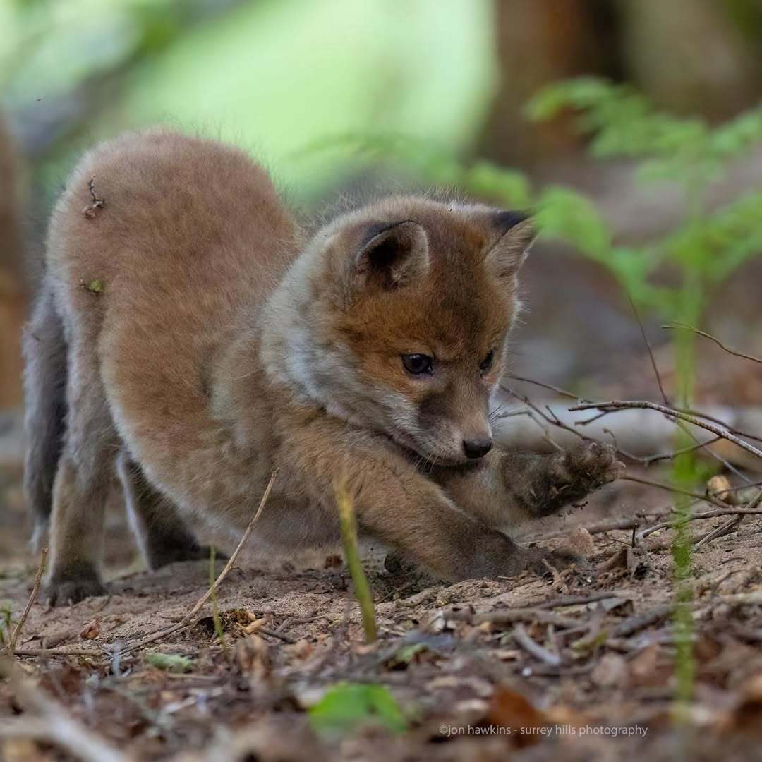 狐狸 小狐狸也会下猫式【推：TheFoxLife】 
