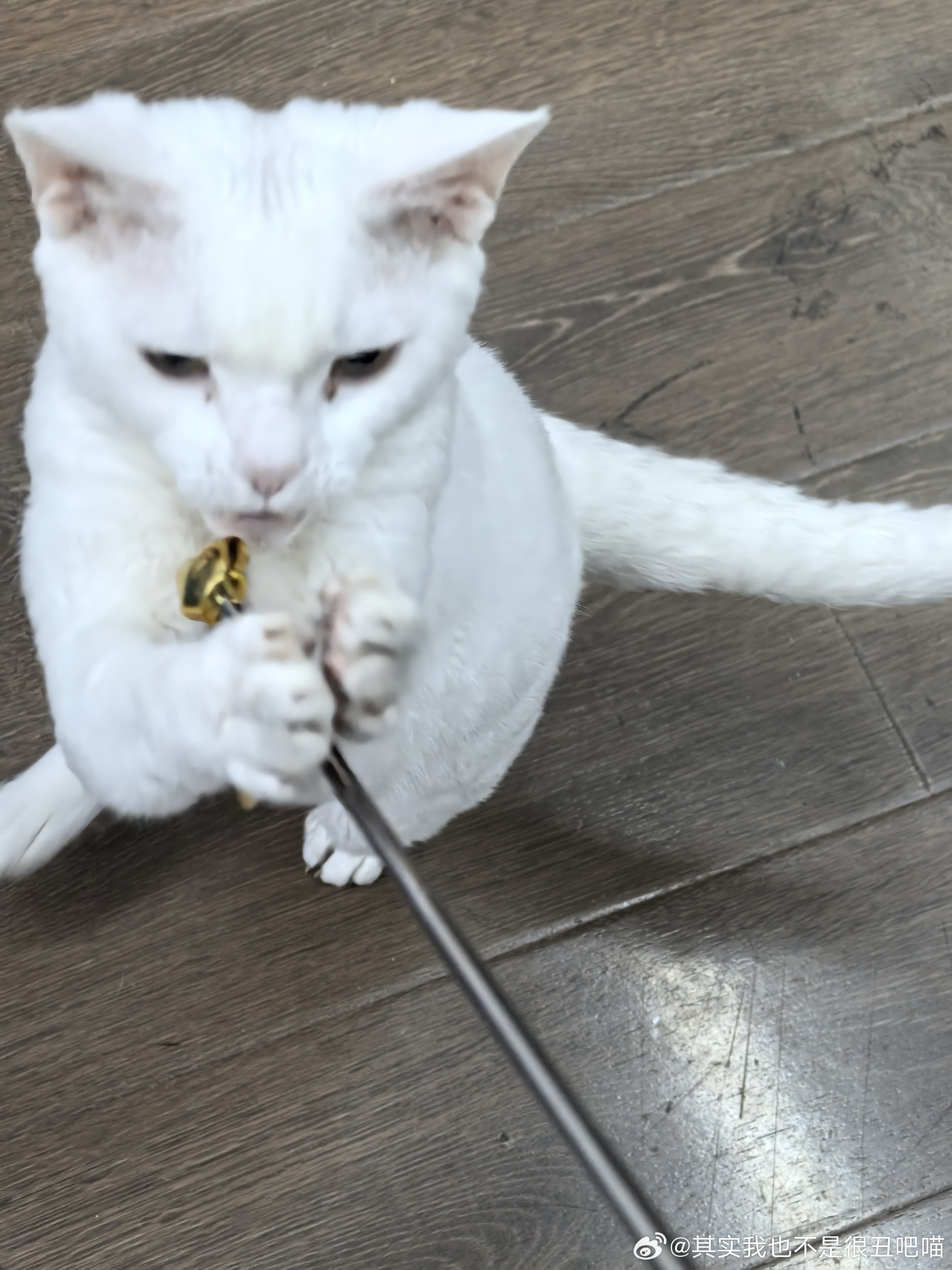 50390【丑猫】玩手指棒就这样 