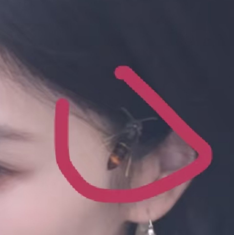 这不是蜜蜂吧像是马蜂还好没被蛰到 