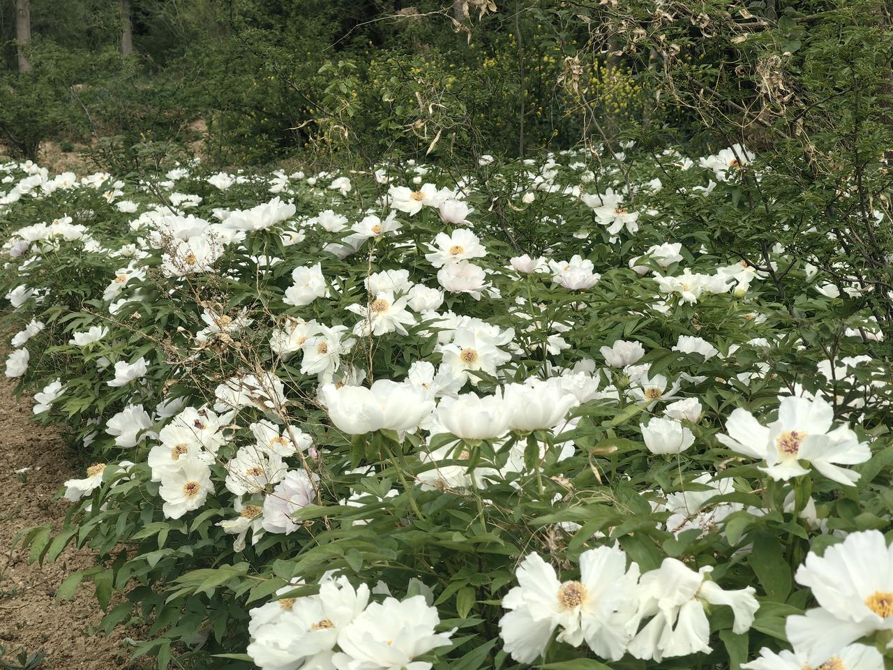 花无百日红，人无千日好，好好生活，享受幸福。2026年4月12日拍于永乐宫附近[