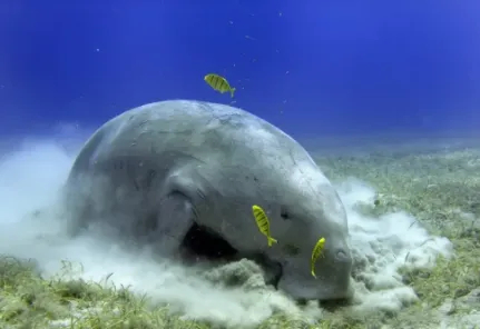 【海草：假的！纯假的！毫无争议的假~】你一定听过这样一句歌词：“像一棵海草，海草