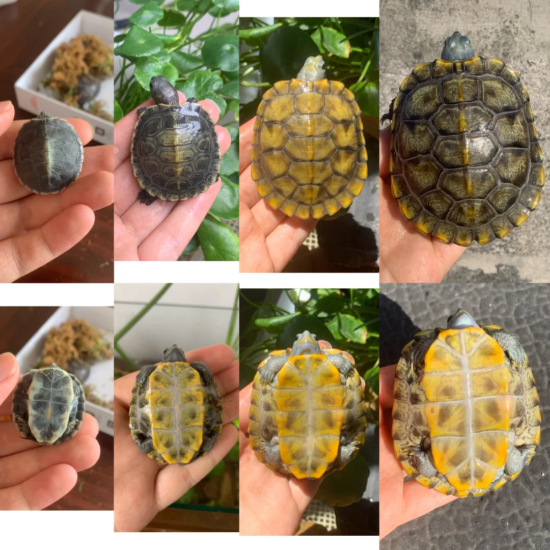 金色是你的谎言