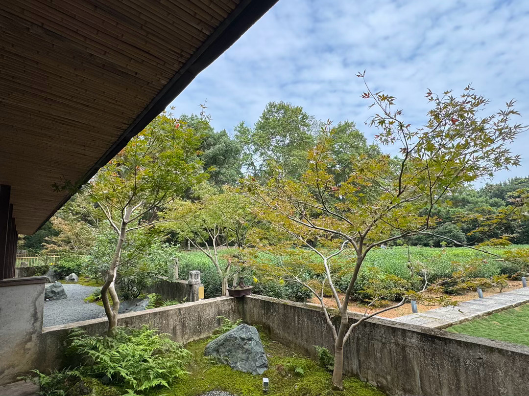 球叔在杭州巳安居乐业数年，喜得双胞胎千金一对。今天请老同志在龙井瑶台茶园品茶叙旧