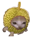 算贵还是便宜？我们同事会直接开车去马来西亚买榴莲榴莲已经20多元一斤了