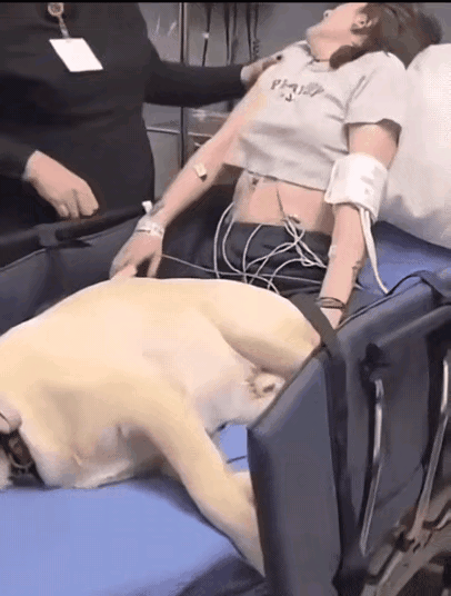 国外的女人癫痫发作，这狗子是她的陪护狗，在她发病前有提前预警的作用！