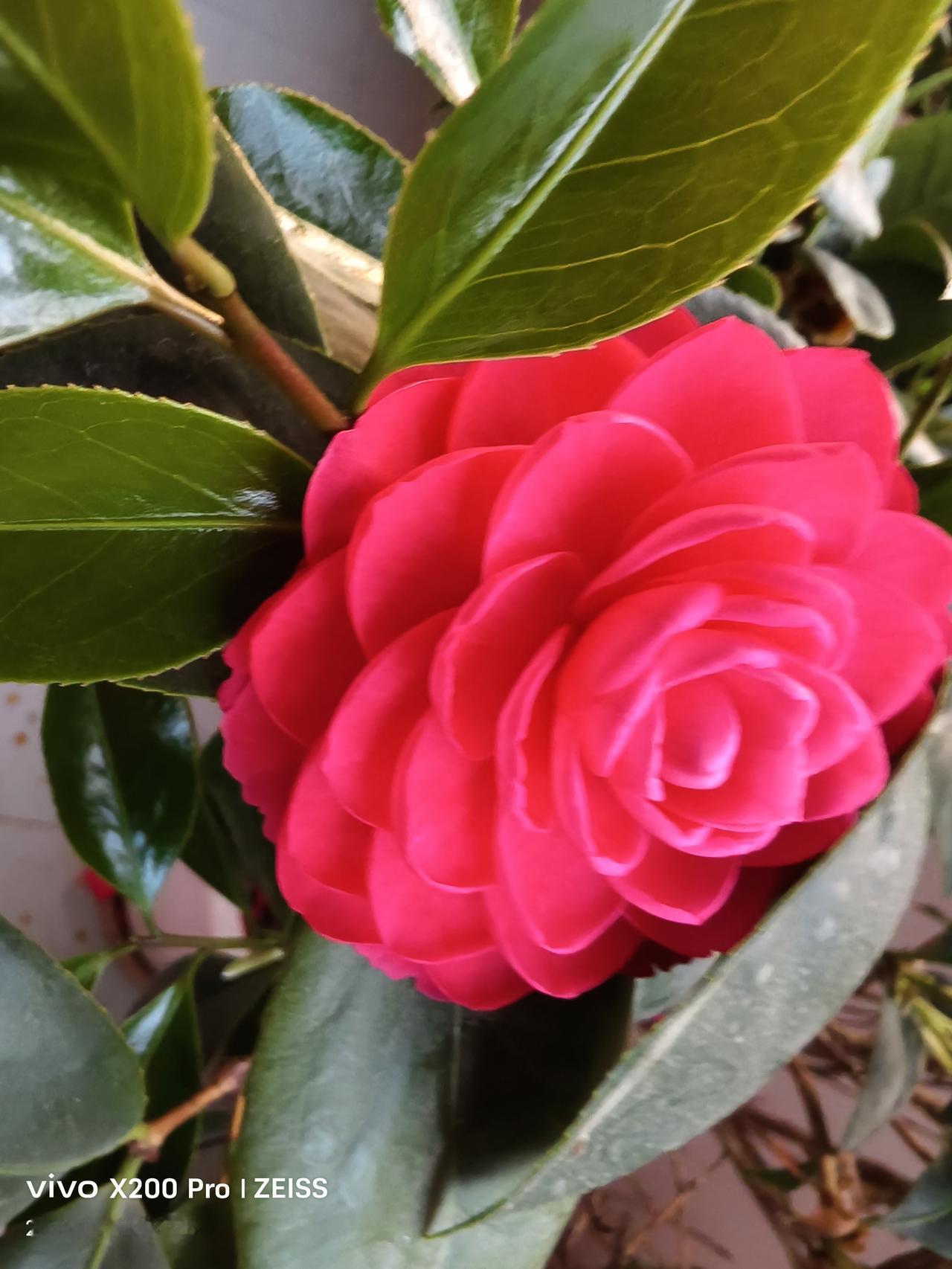 我种了几年的茶花，从2025年12月盛开，到今天已有5个多月了，花落了一批又一批