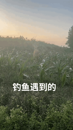 钓鱼🎣遇到的[黑脸]