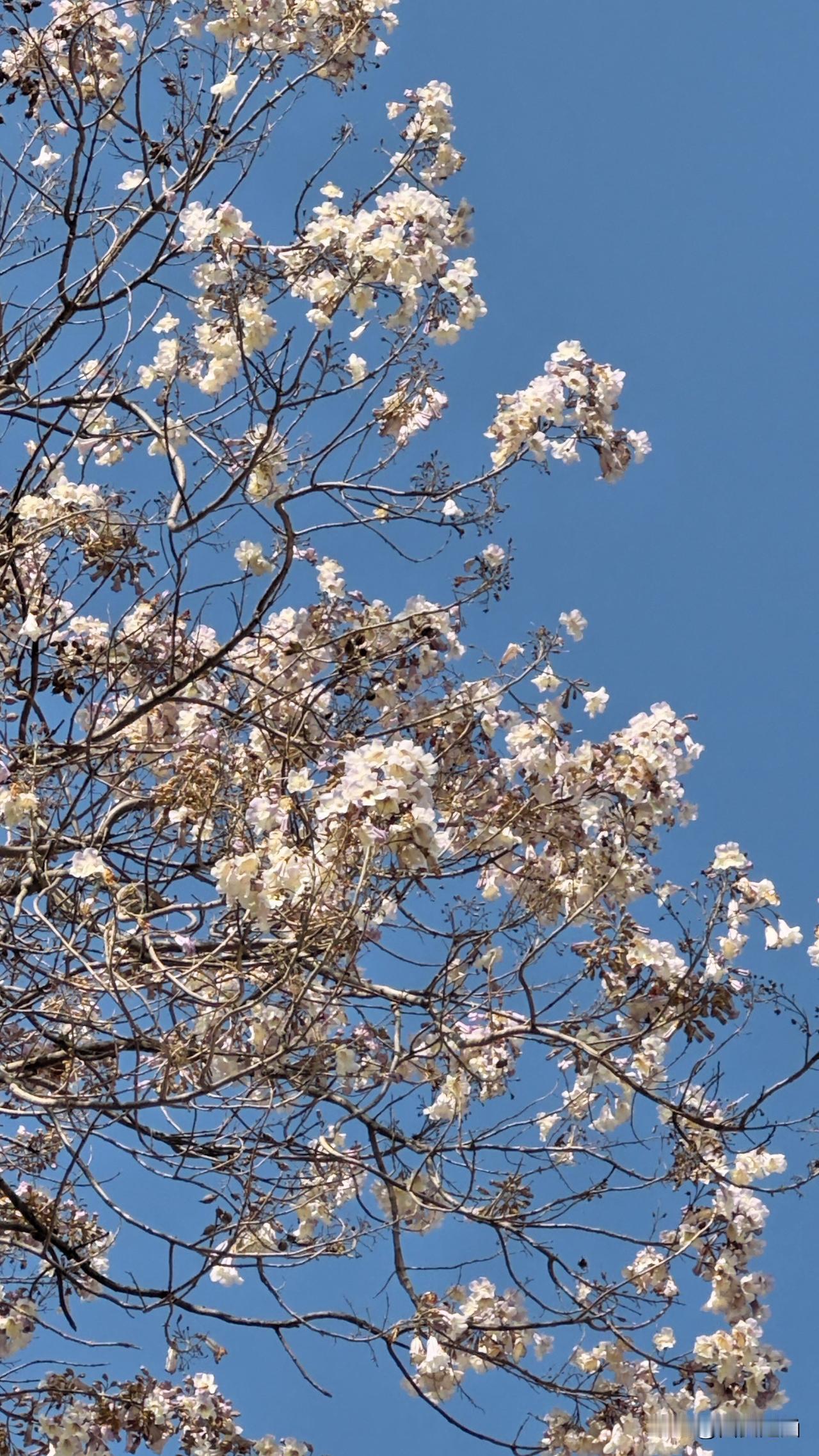周至小巷遇桐花，把温柔藏进春风里

城市里难得一见的桐花，在周至老街悄然绽放。紫