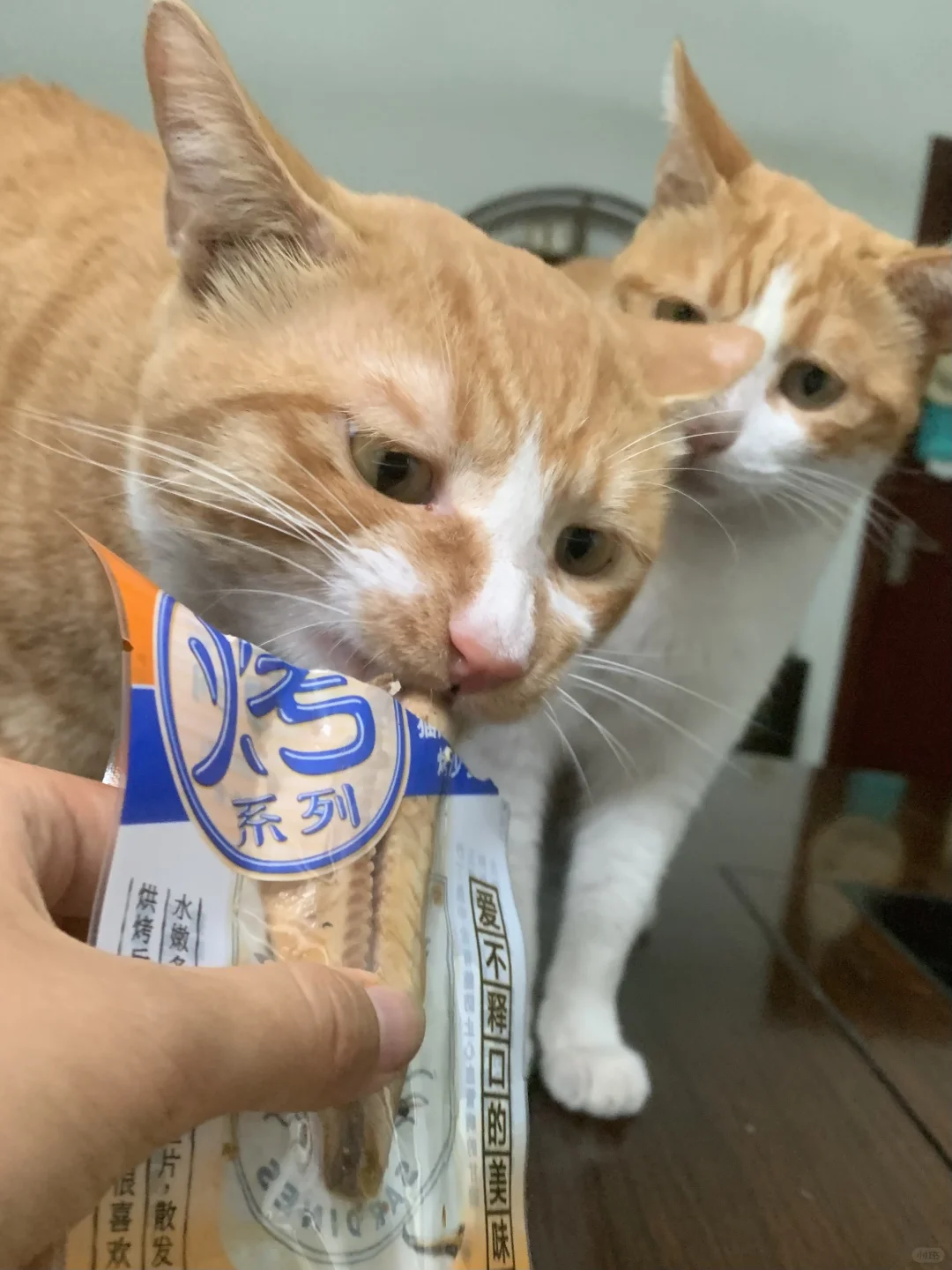 为什么建议你每周都要给猫咪吃海鱼