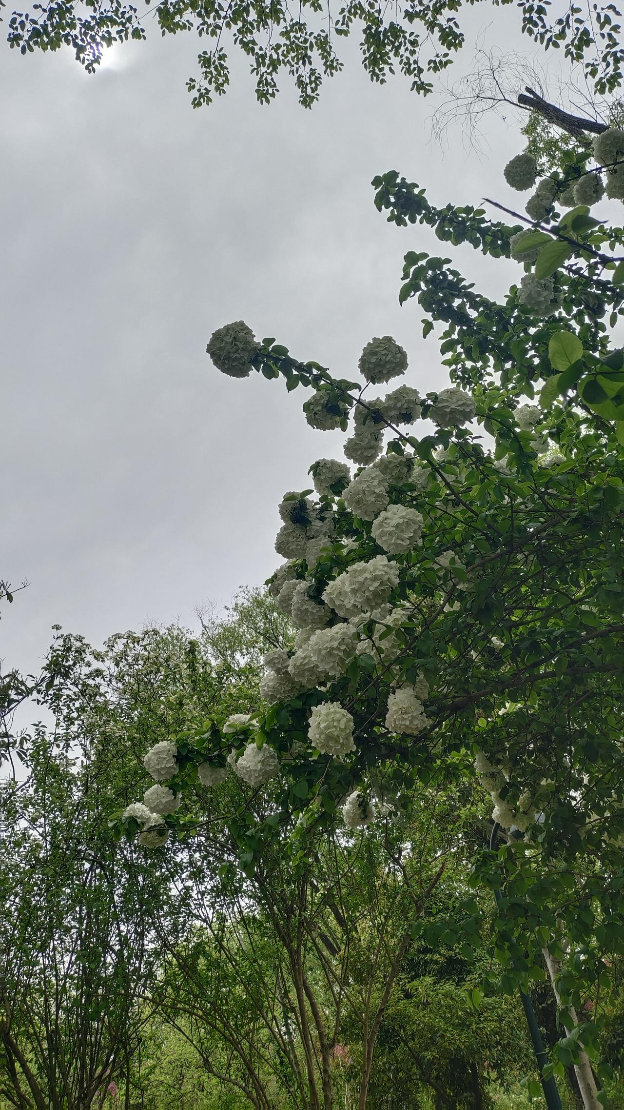 今天去西溪湿地玩，绿堤有一棵绣球花开的蛮好看的。我坐在树下休息，一边拍照，期间看