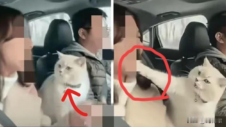 笑不活了家人们
小两口开车回河南老家，顺便把猫也带上了。
这猫一路上乖到离谱，一