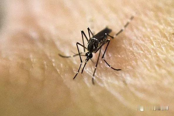 蚊子咬后立刻止痒消肿（分家里随手能用、药膏两类）——
 
一、家里现成东西，当下