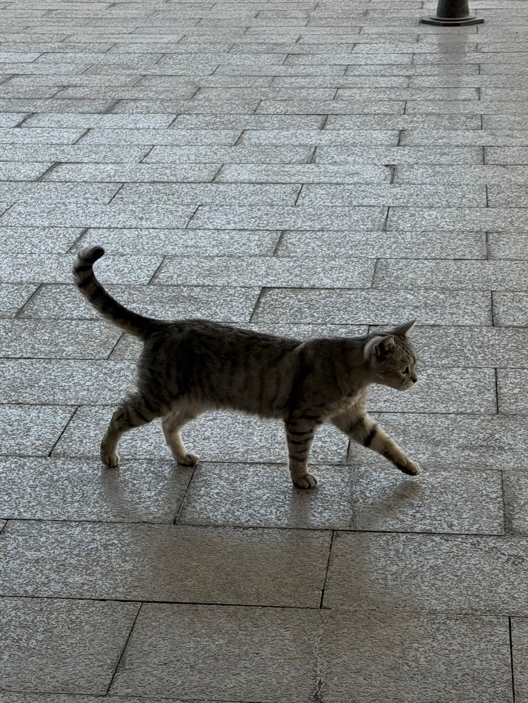沉迷找小猫小兔 ​​​