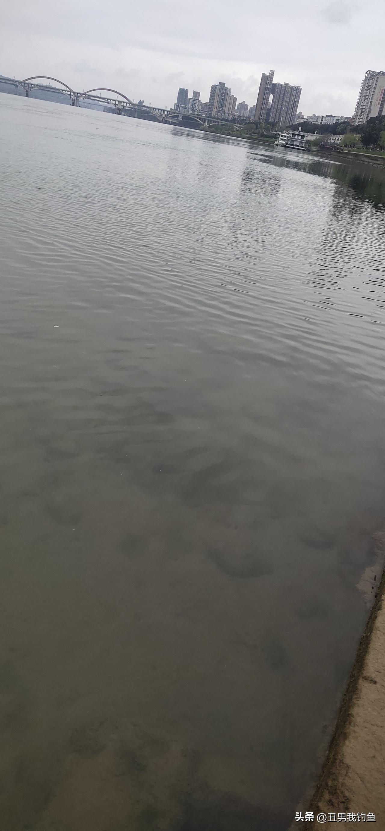 分享我这周有趣的事：禁鱼期，江边只有散步，游泳的人