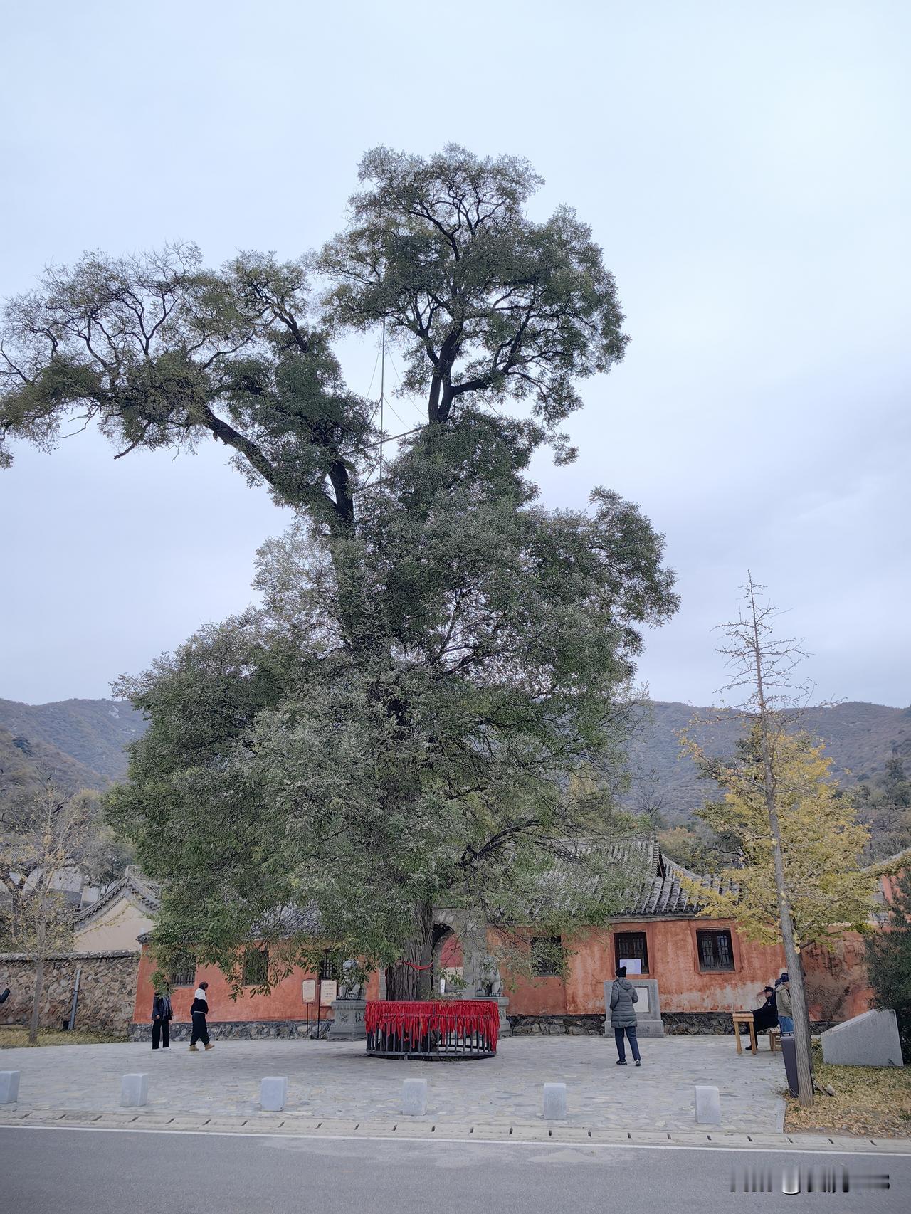 今天来门头沟灵岳寺打卡，门头沟灵岳寺始建于唐贞观年间，鼎盛时期房舍达数百间，僧人