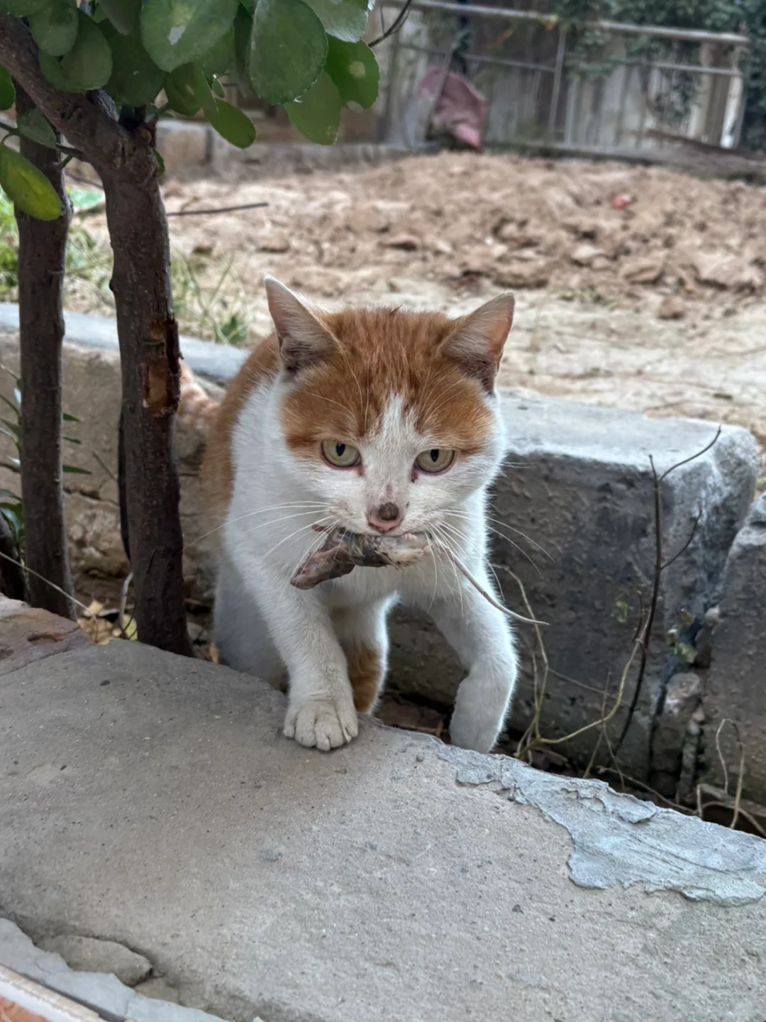 小咪谢谢你，礼物你拿回去