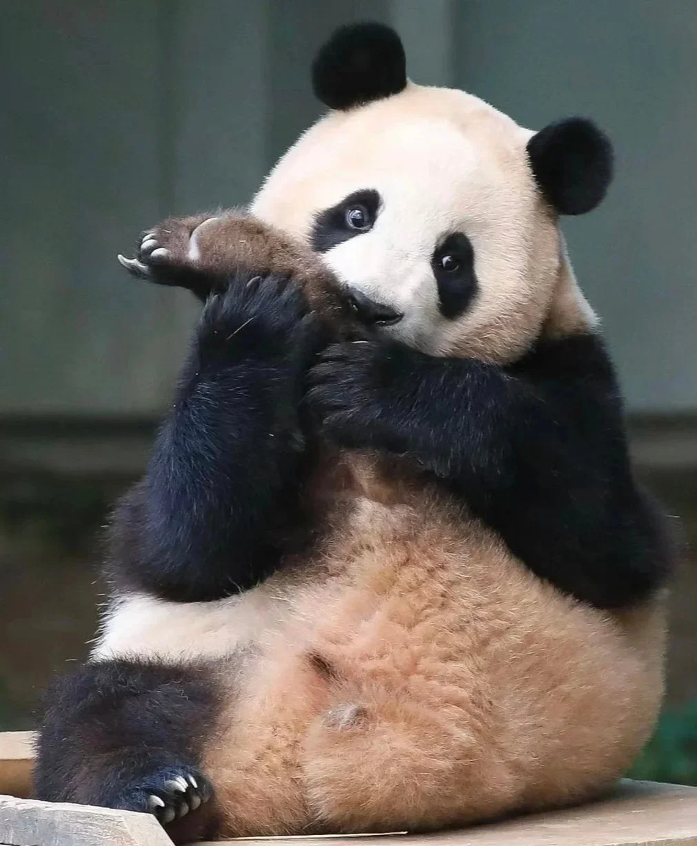 吃脚脚🦶的福宝