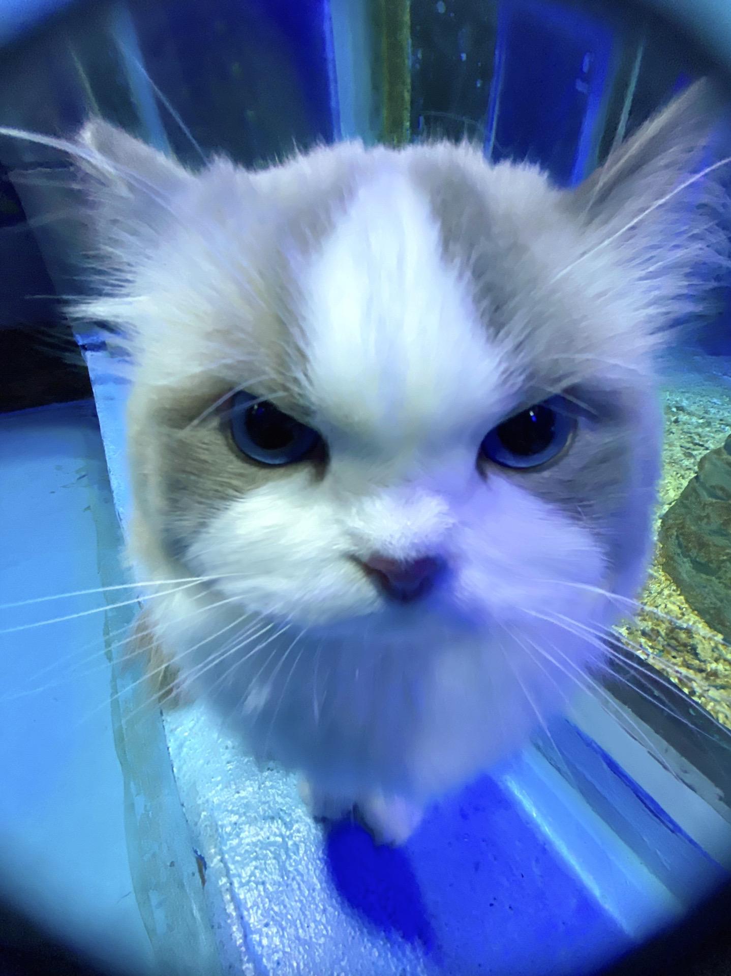 被路人抱了一下就生气了。差点被人偷偷抱走了 怎么都哄不好了 杵在那儿一...